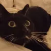 linciecastie8