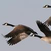 multiple_gooses