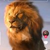 salim.alem8