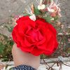 fatema.sy327