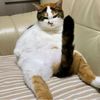 funny_cat_memes12