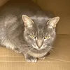 tiggerthepusscat