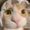 cutithicmeomeo