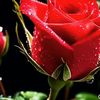 ruby.faisal36