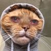 cat.cat._psk.t