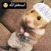 omar.mohamed4849