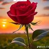 user9669153113160