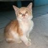bojone.irul2