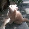 mano_bili6780