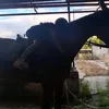 carla_equestrian