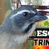 TrincaFerroEsquenta