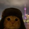 fat_catsaresocute12