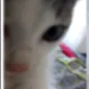 leonleki1