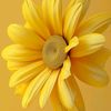 nthaby_06