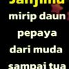 sitibae99siti