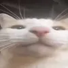 frenchfries143_