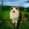 Meowl Historia