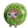 cutiemeowsy