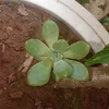 canophapho