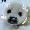 seal lover 🦭🤍❄️