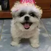 tobeygoodies