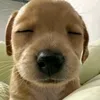 follocheone