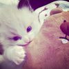 strawberry_ayyra