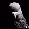 paxan_koks