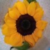 diaridaisy4