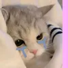 hao_3674