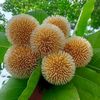 rukiyaislam19