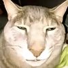 gato_gt0