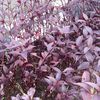 sky_bloomy