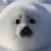n0k11a