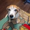 im.mrdog