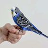 my_parrot2