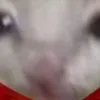 hushushahahabsb