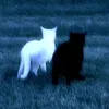 smxz_77