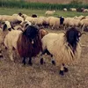 aemn__38