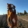 maddieswoof
