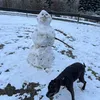 dogwhitebandit