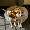 molly_and_wilma