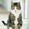 pretty.cat22