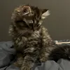 little fur ball