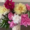 olena_balukina