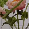 papula_papula6