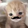 macy.dragonnpuppet_