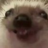 themexicanchiuhuahua
