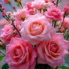 user1109444433086