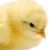chickenerm6